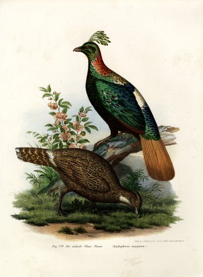 Tragopan occidental, 1864 - German School